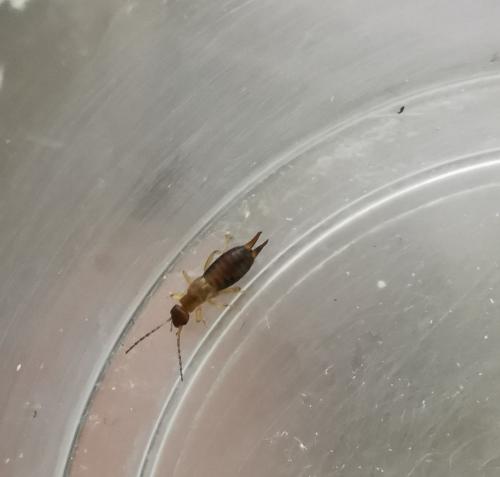 Forficula sp.